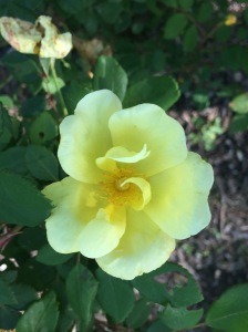 Rose, yellow, knockout rose, white, bloom, spring